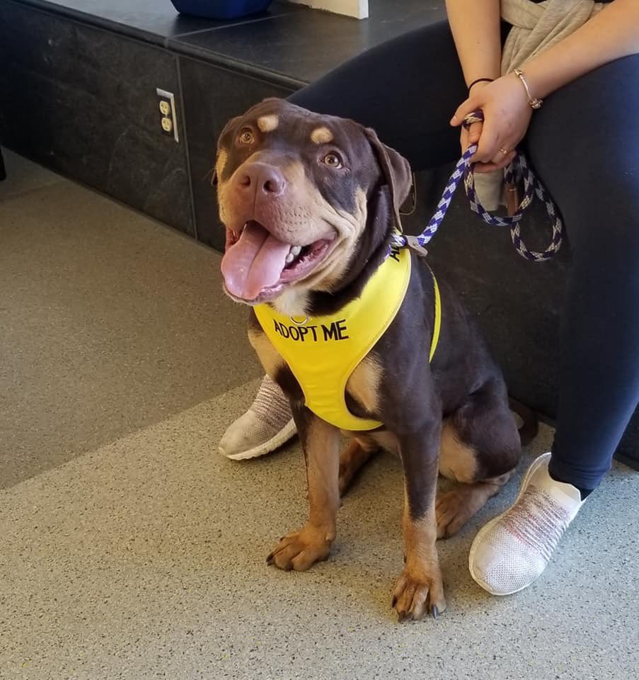 The Baltimore Animal Rescue And Care Shelter Barcs / Barcs