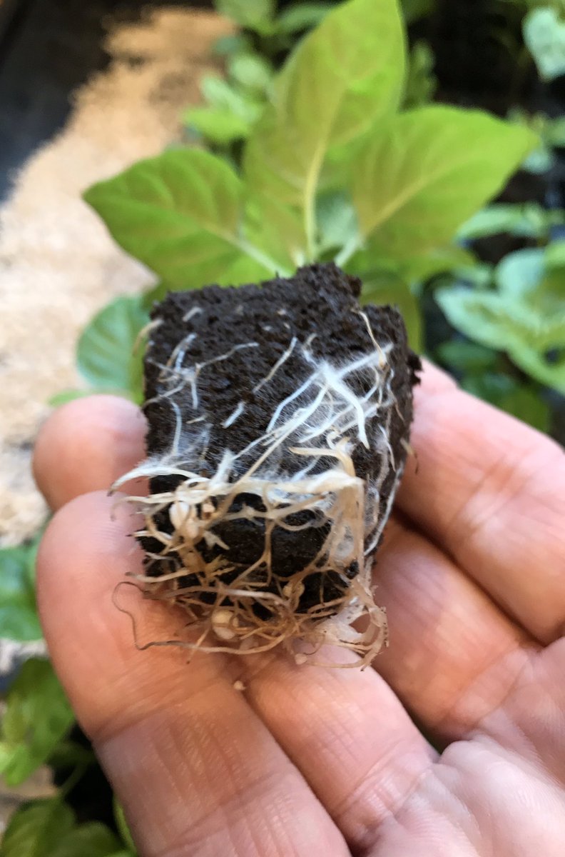 DevonChilliMan's tweet photo. So today I potted up the first 183 baby #chilli 🌶 plants 🌱 these were all started in @growthtechnology #rootriot cubes using #formulex #greenfuse #nitrozyme
#devonscapedchillicrusader #dcm #devonchilliman #ifitainthotitaintdcm https://t.co/mA7ceLFOiS