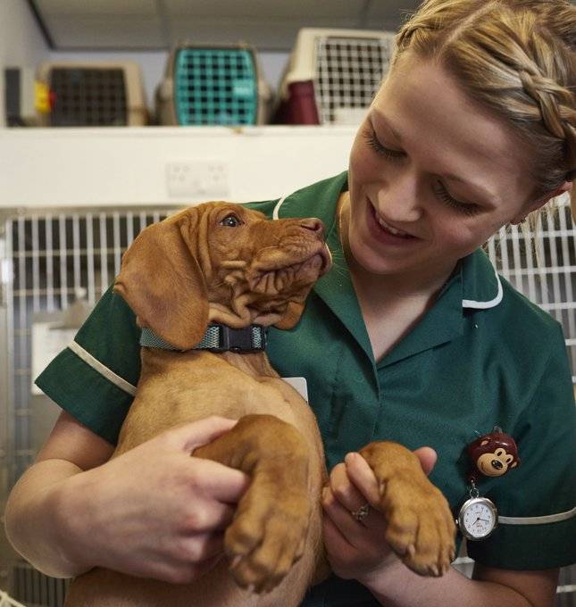 A big #ThankYou to all vet nurses doing their best to balance public safety and animal welfare. Your work is critical in the veterinary team and we appreciate it more than you know! Take a look <a href="/bvnauk/">BVNA</a>'s suite of helpful #COVID19 resources for #planetRVN bvna.org.uk/news/archive/p…