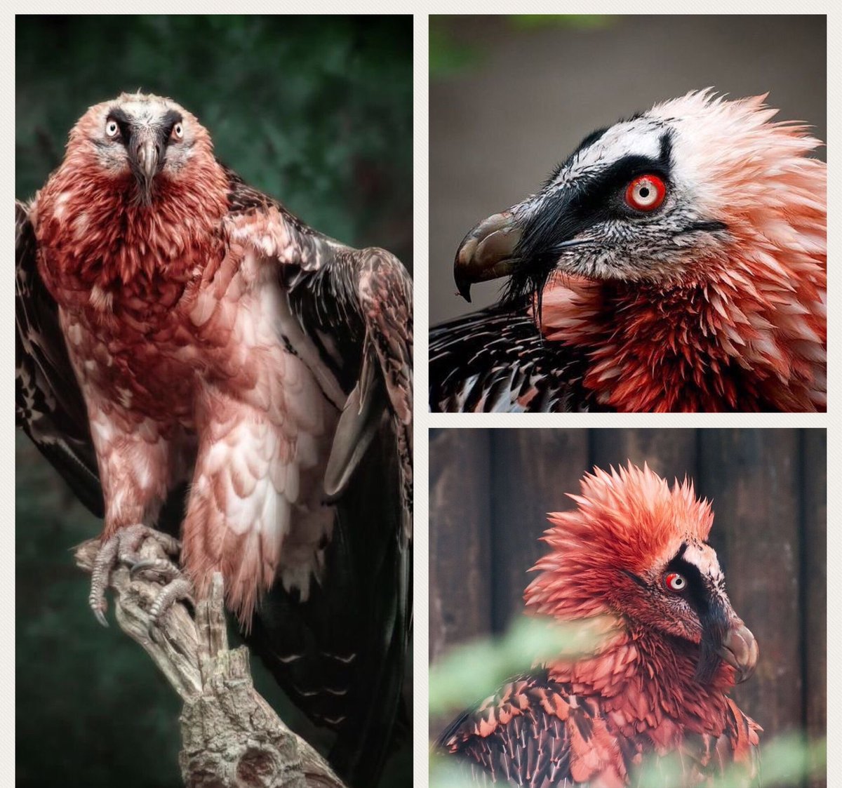 tessamaedragon's tweet photo. @TheBookieTrials My #daemony is Hades, my bearded vulture. He feeds of the sprit magic of the dead. ( my sweet goth bird) https://t.co/oWklzbLB1a