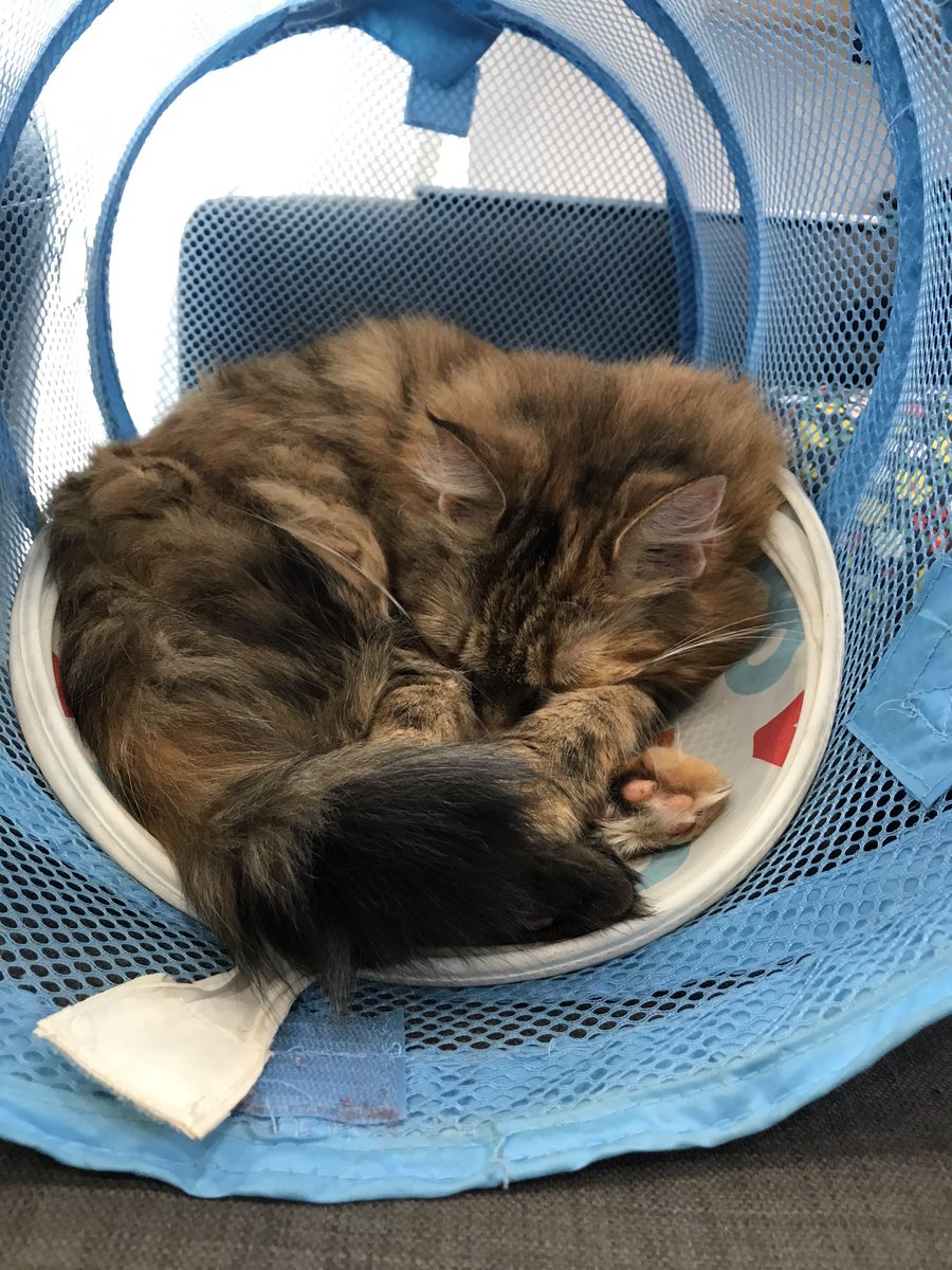 hodathecat's tweet photo. saturday morning mood: hanging in my fortress of solitude #Caturday #QuarantineCats https://t.co/sJrIYhjzoY