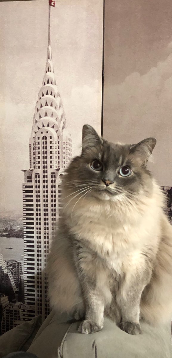 crimgraycougar's tweet photo. @Bruce_Pinkleton @MurrowCollege Madeline is ready for her closeup with her Zoom background. #GoMurrow #GoCougs #MurrowPets #MurrowGoesVirtual https://t.co/JqrSlLg0Zt