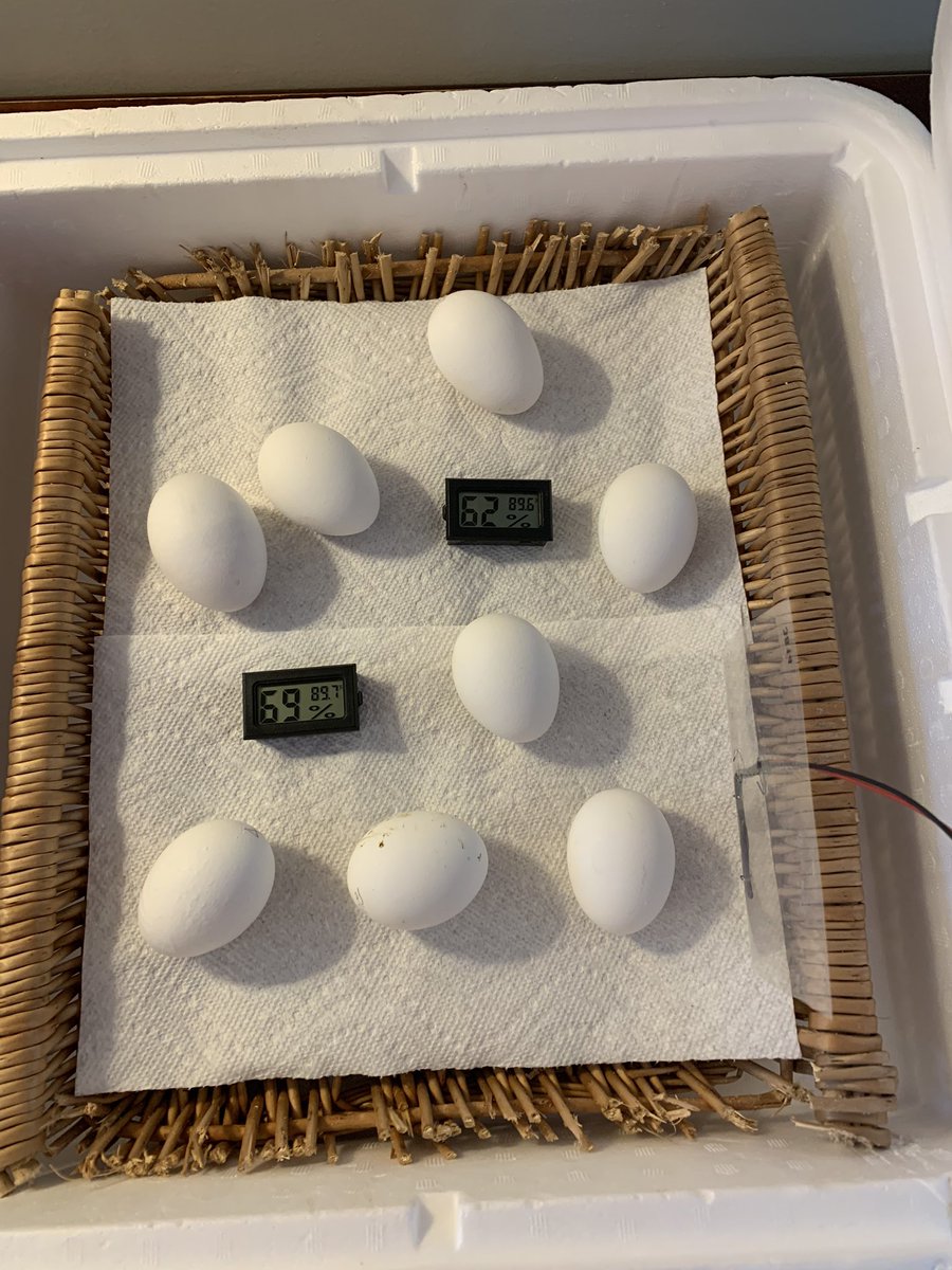 Real world STEM CHALLENGE:  what do you do when you’re hatching chicks from home, it’s lock down day, and your screen is at school?  Attempt #3 is finally successful. Thank you Carolyn Vibbert for helping me think this though.