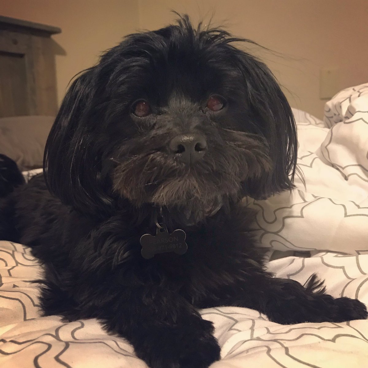 MandiPearson85's tweet photo. @maggieKTVB7 Halle gives the best snuggles https://t.co/XvOzEhmGs8