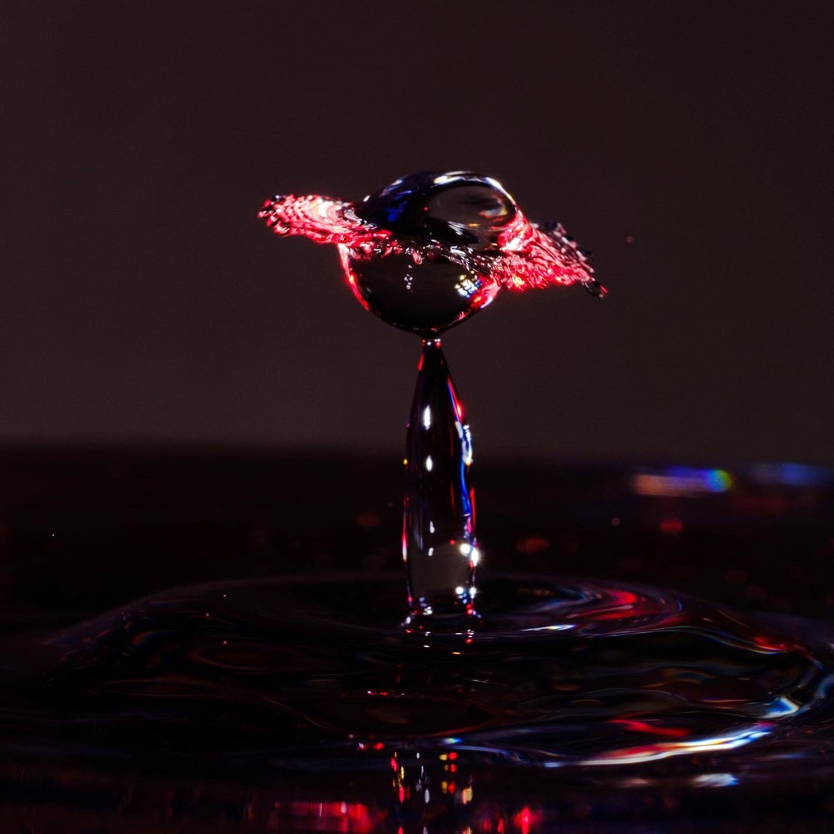 scottphoto_va's tweet photo. What’s next on the #quarantine project list? #waterdropphotography! #halo #splitcircle #splash #waterdrop #drop #water #gels #fujifilmxt3 #macro #macrophotography https://t.co/FoRgcid0z5