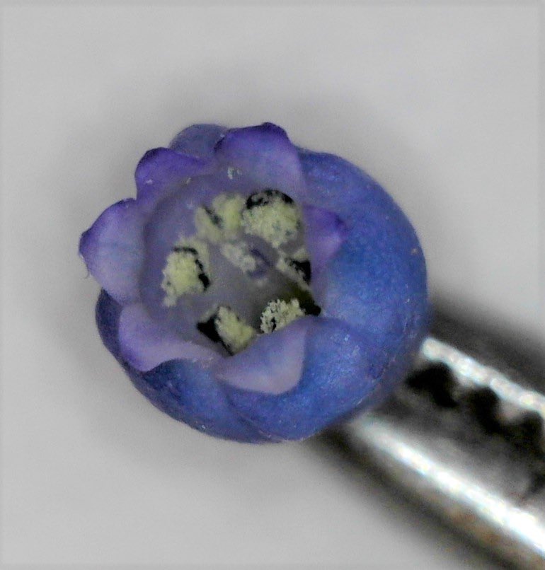 CarmenAcedo's tweet photo. To teach ID plants with ID keys in #AdvancedBotany curse #FCCBA @unileon_es we prepared botanical QUIZs with help of members of the #TaCoBi and some enrolled students in preparing the challenge for their classmates every week THANKS 🙏#workingfromhome #plantblindness https://t.co/ynxZiB4GM2