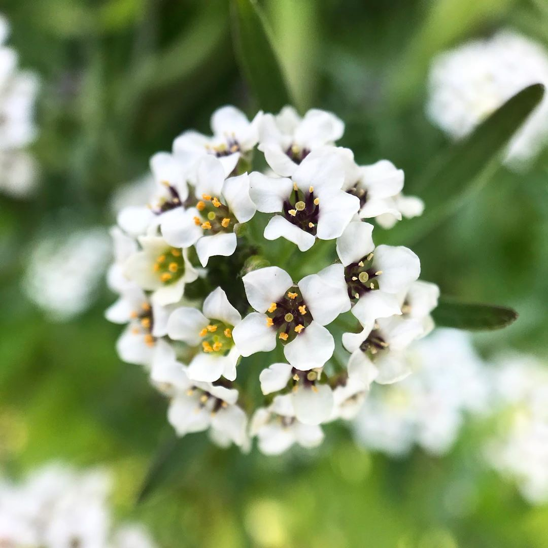 wearepixter's tweet image. Vous aussi, vous profitez de ce confinement pour vous entraîner avec vos objectifs Pixter ? 🙃🌸

📷superbe macro par @g.chloooe avec #PixterMacroPro

pixter.co/products/macro…

#Pixter #ShotWithPixter