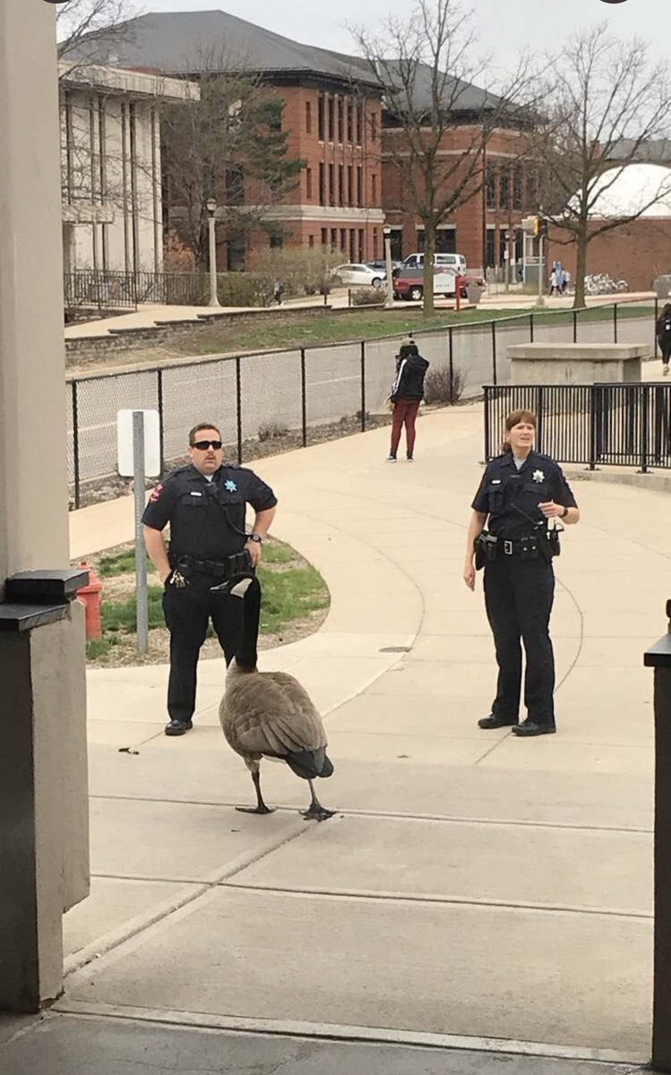 kbehm21's tweet photo. Are we all just going to forget about the goose that terrorized ISU? #brucethegoose https://t.co/J8cjG6ElG8