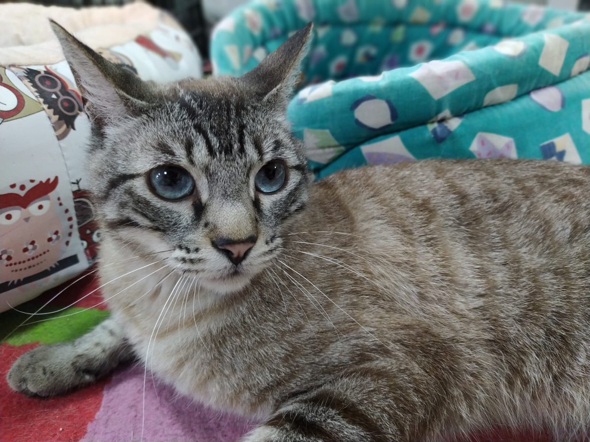 Nuestros peques rescatados necesitan hogar #adopta #apadrina #COMPARTE