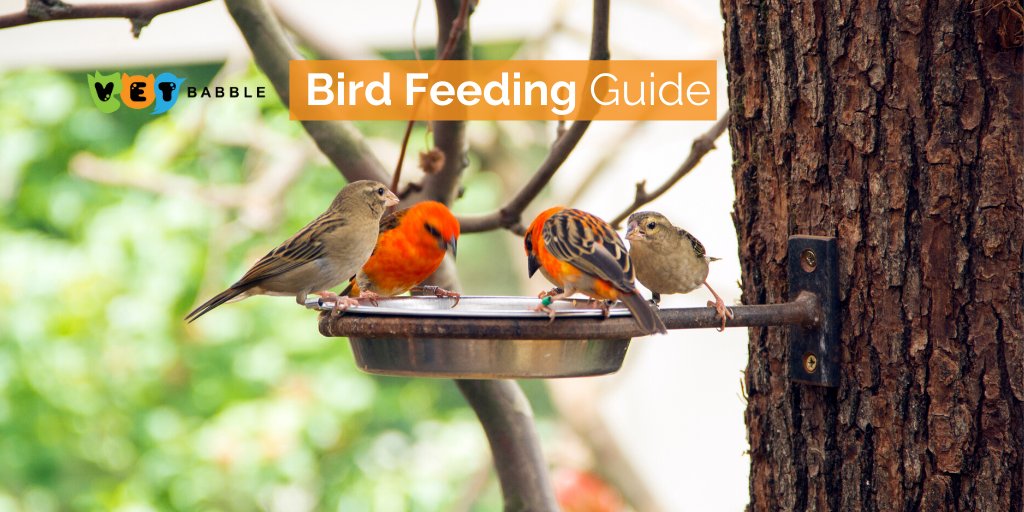 VetBabble's tweet photo. Most pet #birds see #seedmixes as tasty, but the mixes are fattening and lack many essential nutrients. The best diet for your pet bird #pellet foods and ready-to-serve mixes that are often species specific and help ensure a healthy life for your pet.

👉https://t.co/Gy7Clt1jsW https://t.co/yrj3zHoEgN