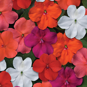 WonderPlants tweet picture