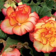 WonderPlants tweet picture