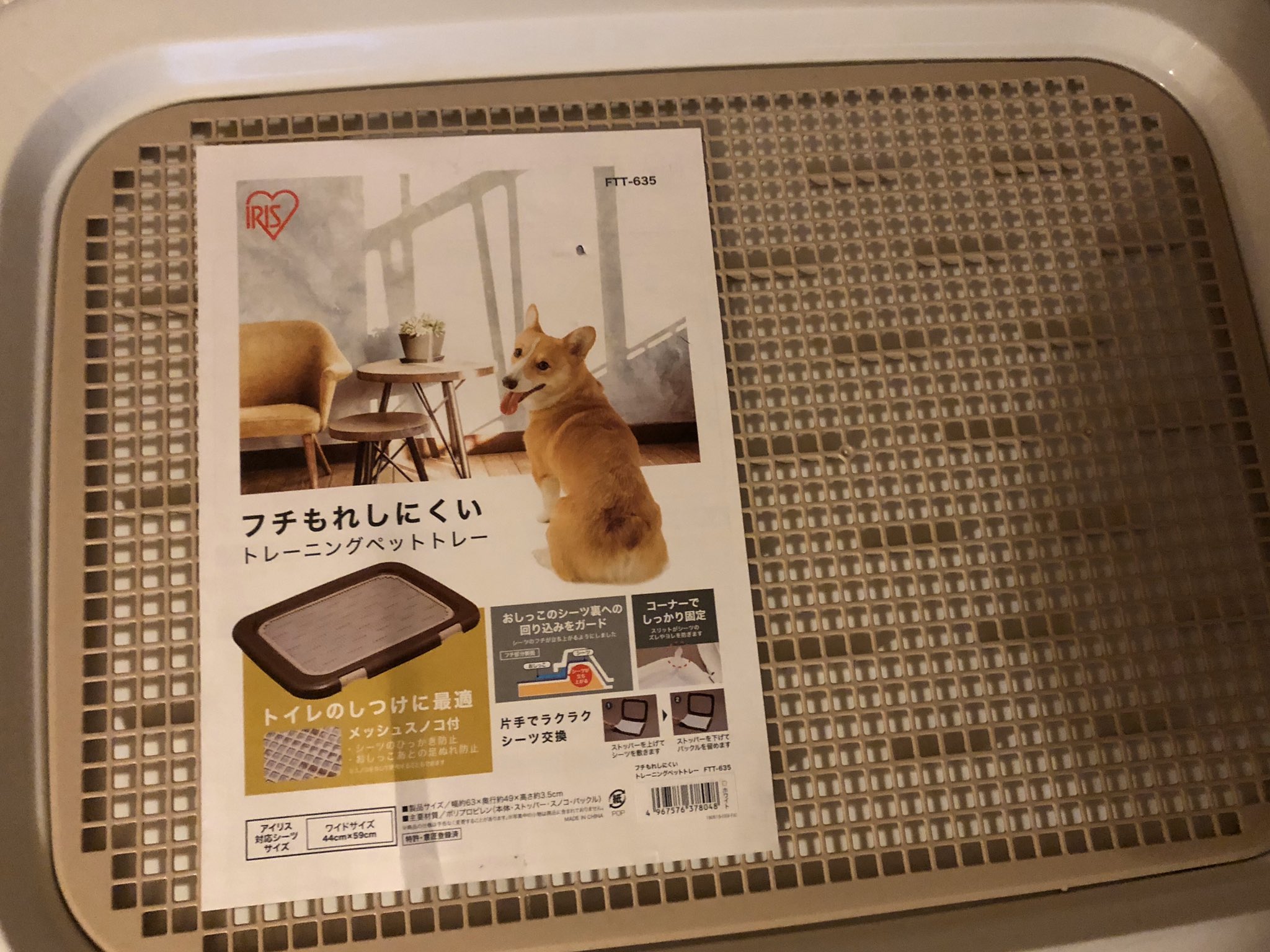 柴犬お凛の日常 Rin S Life お凛さんはトイレシーツを噛みちぎります なので 網付きのトイレトレーに変えたのですが それでもあみあみから出して噛みちぎります どうしたらいいのやら それに まだ おしっこも覚えてくれてません 柴犬 Shiba