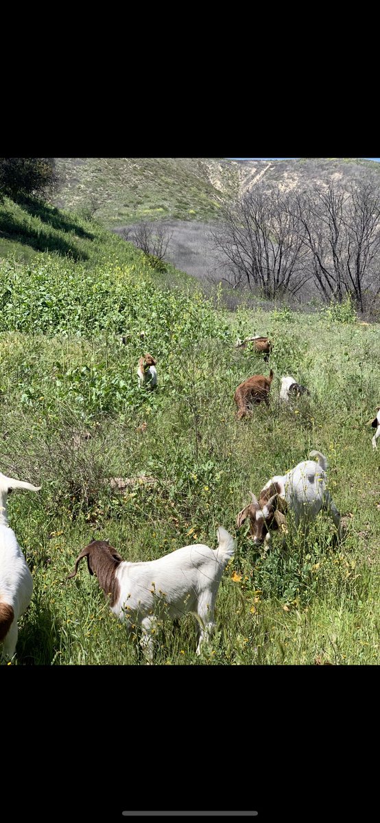 805goats's tweet photo. What the goats did in under 48 hours! 🐐💞🌳 https://t.co/bwIefNRy8g