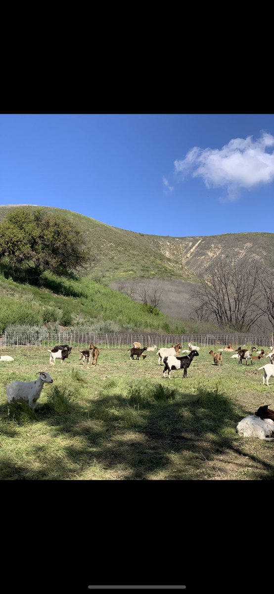 805goats's tweet photo. What the goats did in under 48 hours! 🐐💞🌳 https://t.co/bwIefNRy8g