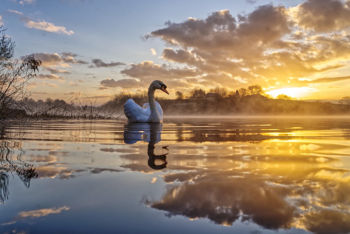 Mark_B_J's tweet photo. Cloud Contemplation #Daisynook #Failsworth #photooftheday #Crimelake @AP_Magazine @OPOTY #sunrise #Oldham #Manchester #Swan #lowpointofview #reflections https://t.co/8v5LCEwg9h