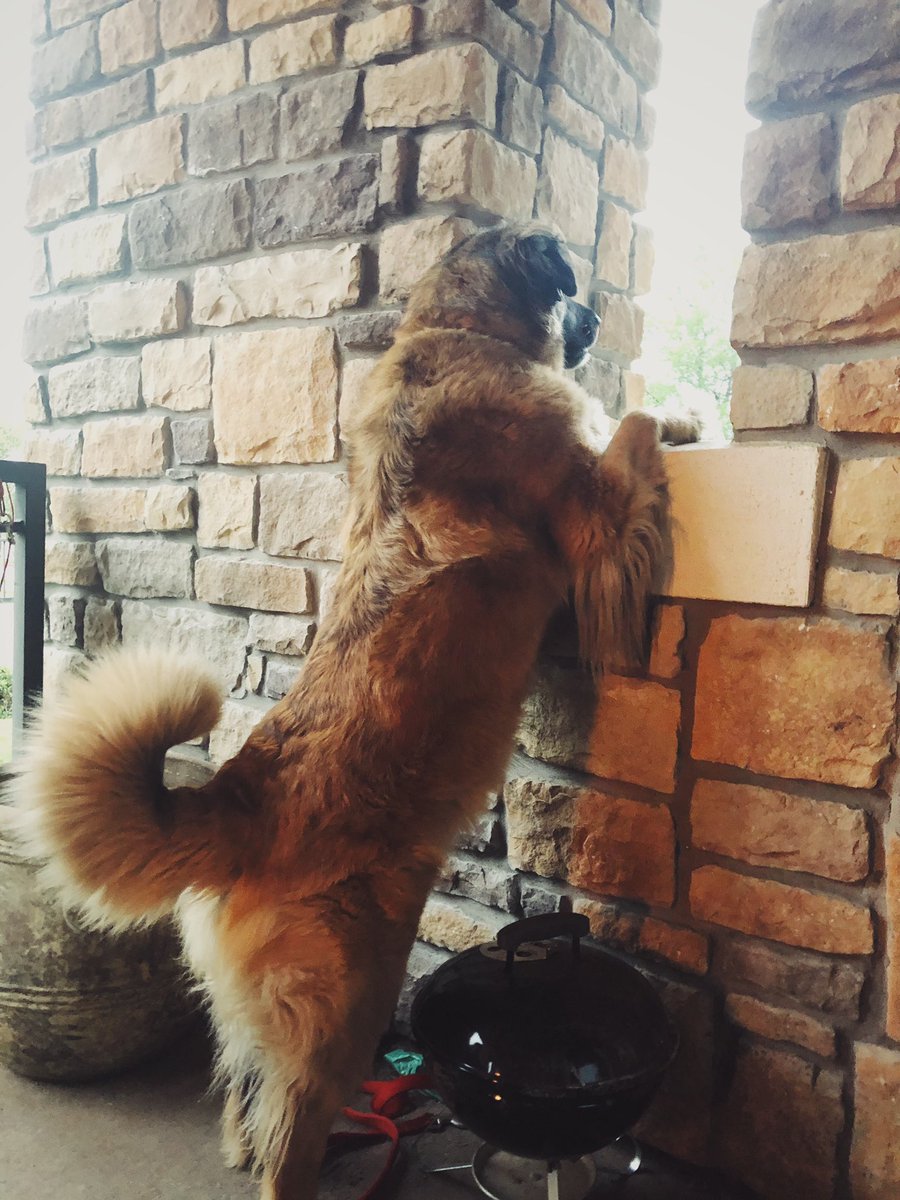 boyzx6's tweet photo. On Saturdays she likes to pretend she’s a princess in a tower. 😂@dog_rates  #icanrelate #leonberger  #SaturdayVibes #DogsofTwittter https://t.co/DYD7sz3oA5