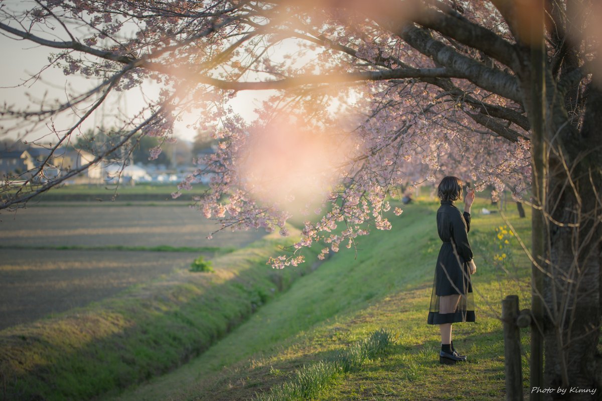 kimny_gallery's tweet photo. 咲き揃う桜の並木を見て、美しいと思った時から、散ってしまう悲しさを感じ始める。(2020)

model:  yuu.さん @___yuu99 
loc: 埼玉 北浅羽桜堤

#ポートレート好きな人と繋がりたい #ギャラリームジン https://t.co/CJS4jXybkt