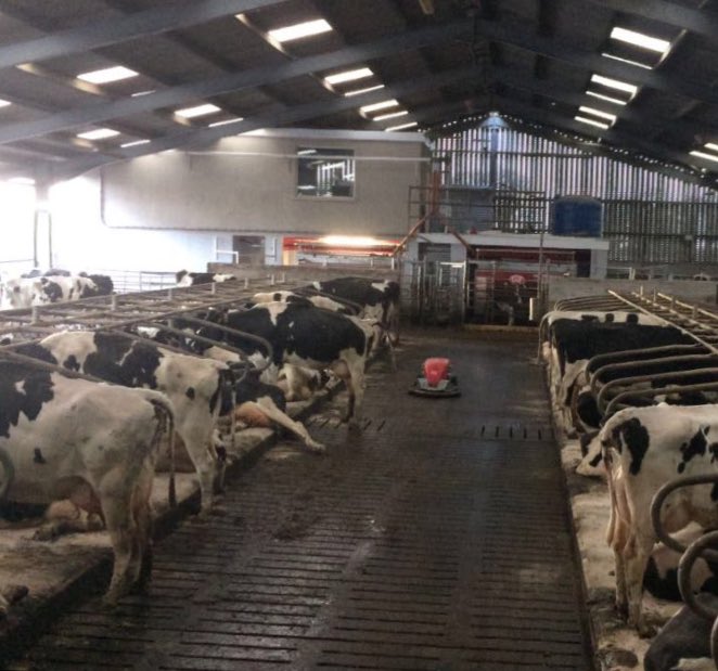 Two Lely robots and a Lely scrapper started up on our farm in January cows have taken to them really well 🐮🥛