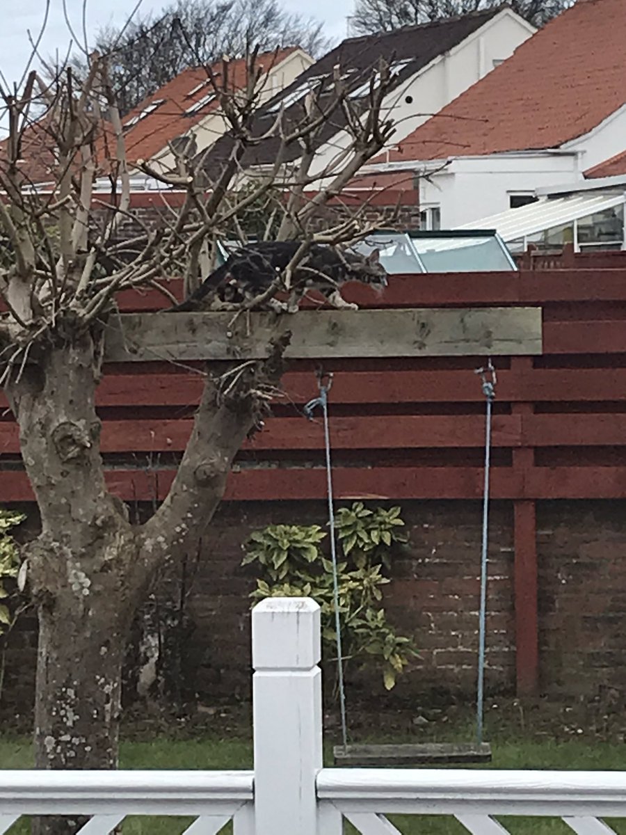 2019Wan's tweet photo. #Caturday #freedom Hi pawpals, well mummy let me go it alone in the garden..but I knew she was watching from the window...she kept coming out to check but I gave her the slip on this here tree. 😻 https://t.co/BAAuqTQT8T