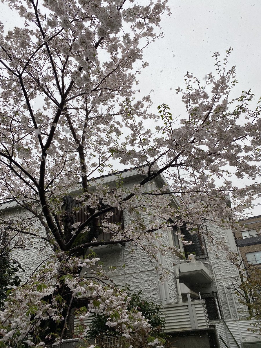 ありがいくみ ワンピース エピソードオブチョッパー 冬に咲く奇跡の桜 が体現されててマジで感動してる