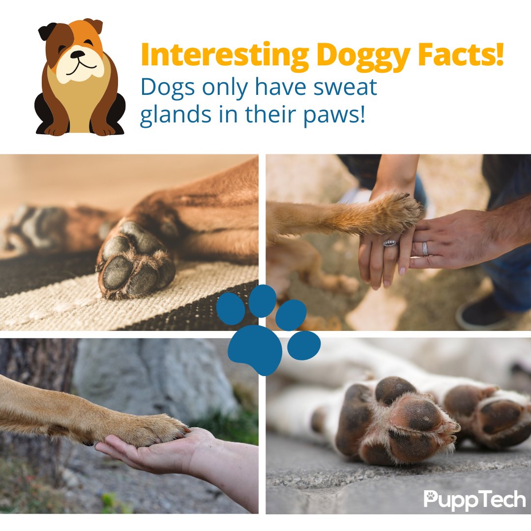 PuppTech's tweet image. #pupptech #puppcomm #Dog #DogsOfInstagram #Puppy #Dogs #Pet #InstaDog #Dogstagram #Petstagram #DogLover#DogOfTheDay #smartdog #happydog #cute #doglovers.#doglife #puppylove #doggo#puppies⁠
#puppiesofinstagram #pupptech #puppcomm #adorabledogs