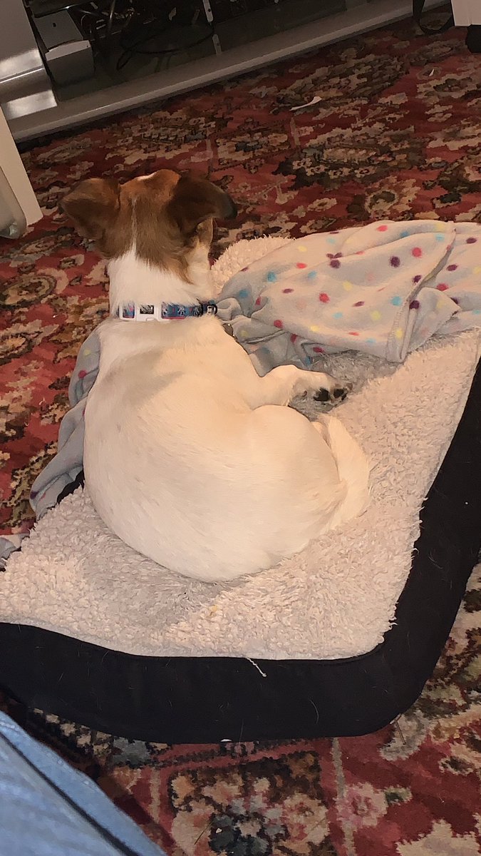 mel922's tweet photo. Well I think Nellie is enjoying @antanddec and Saturday night takeaway this week! https://t.co/c1gExB3b8i