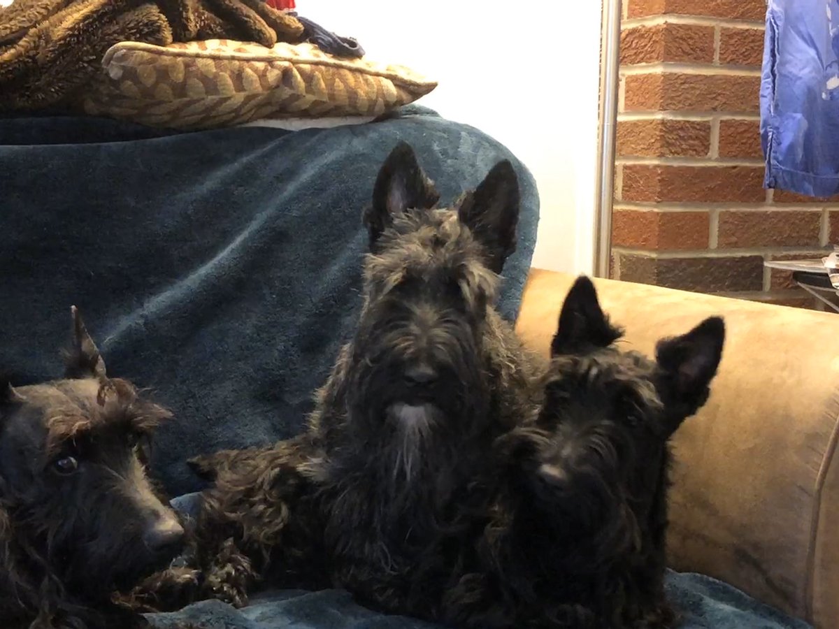 NYScotties's tweet photo. #Covid19 #CouchSurfing #Scottiestyle #SequesteredScotties #NYScotties https://t.co/xIxagKJgO4