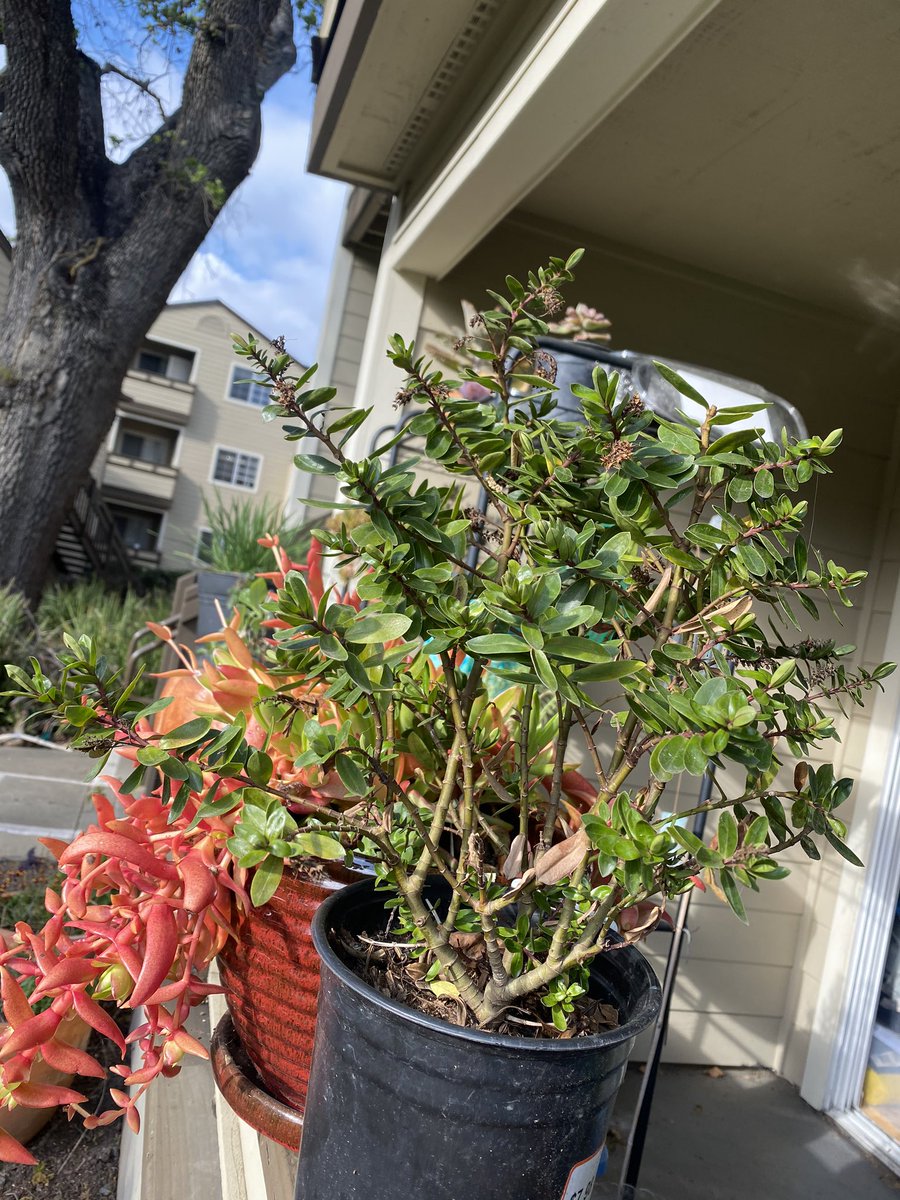 PlantMafia's tweet photo. What’s better than plants? Plant presents! The hebe coed was an abandoned plant (😢 ) that I rescued from the dumpster at the apt complex and the echeveria was a cutting I received from a plant pal! They’re very  good #plants ❤️🌱 https://t.co/yqhQsW5fKo