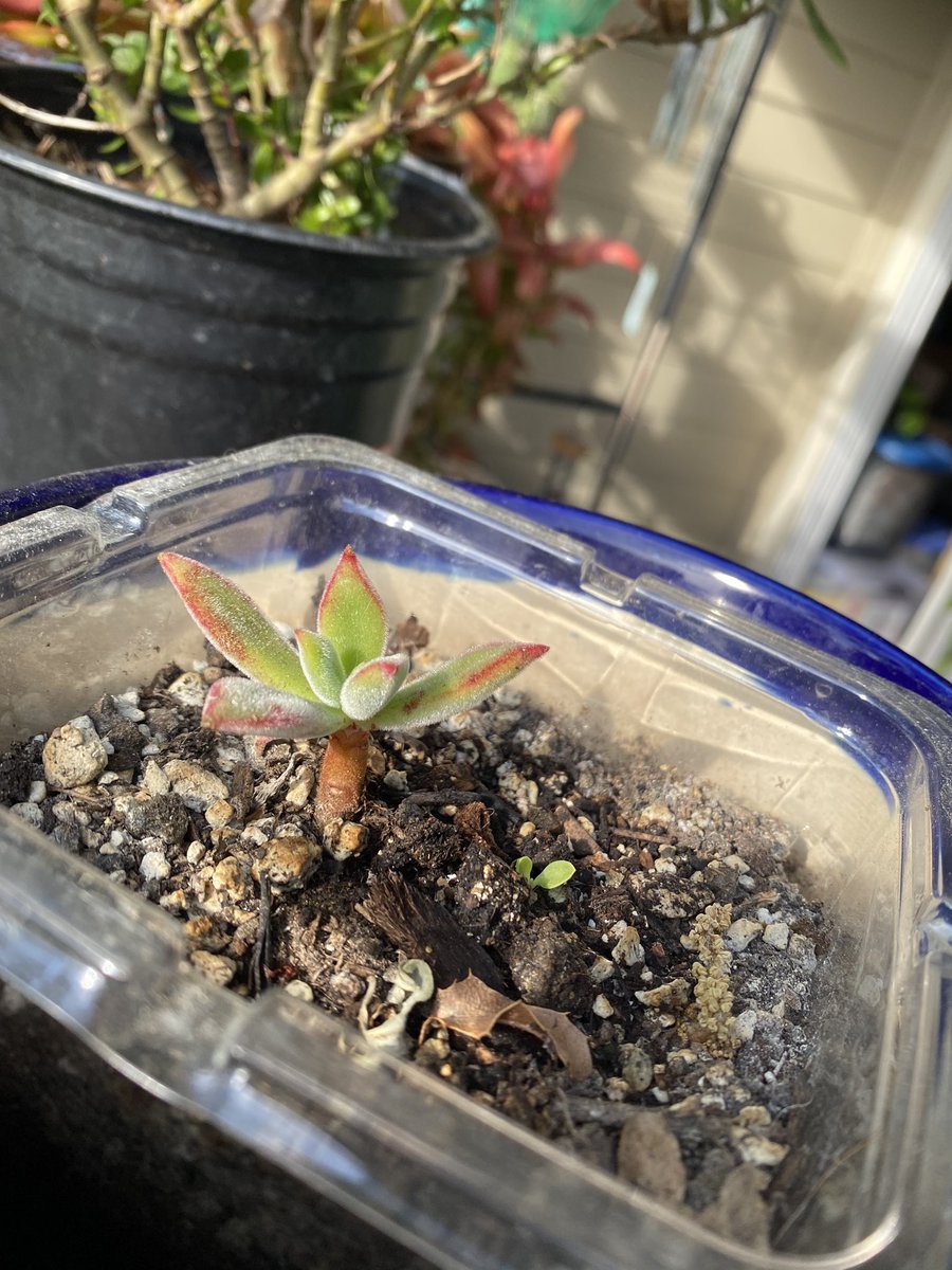 PlantMafia's tweet photo. What’s better than plants? Plant presents! The hebe coed was an abandoned plant (😢 ) that I rescued from the dumpster at the apt complex and the echeveria was a cutting I received from a plant pal! They’re very  good #plants ❤️🌱 https://t.co/yqhQsW5fKo