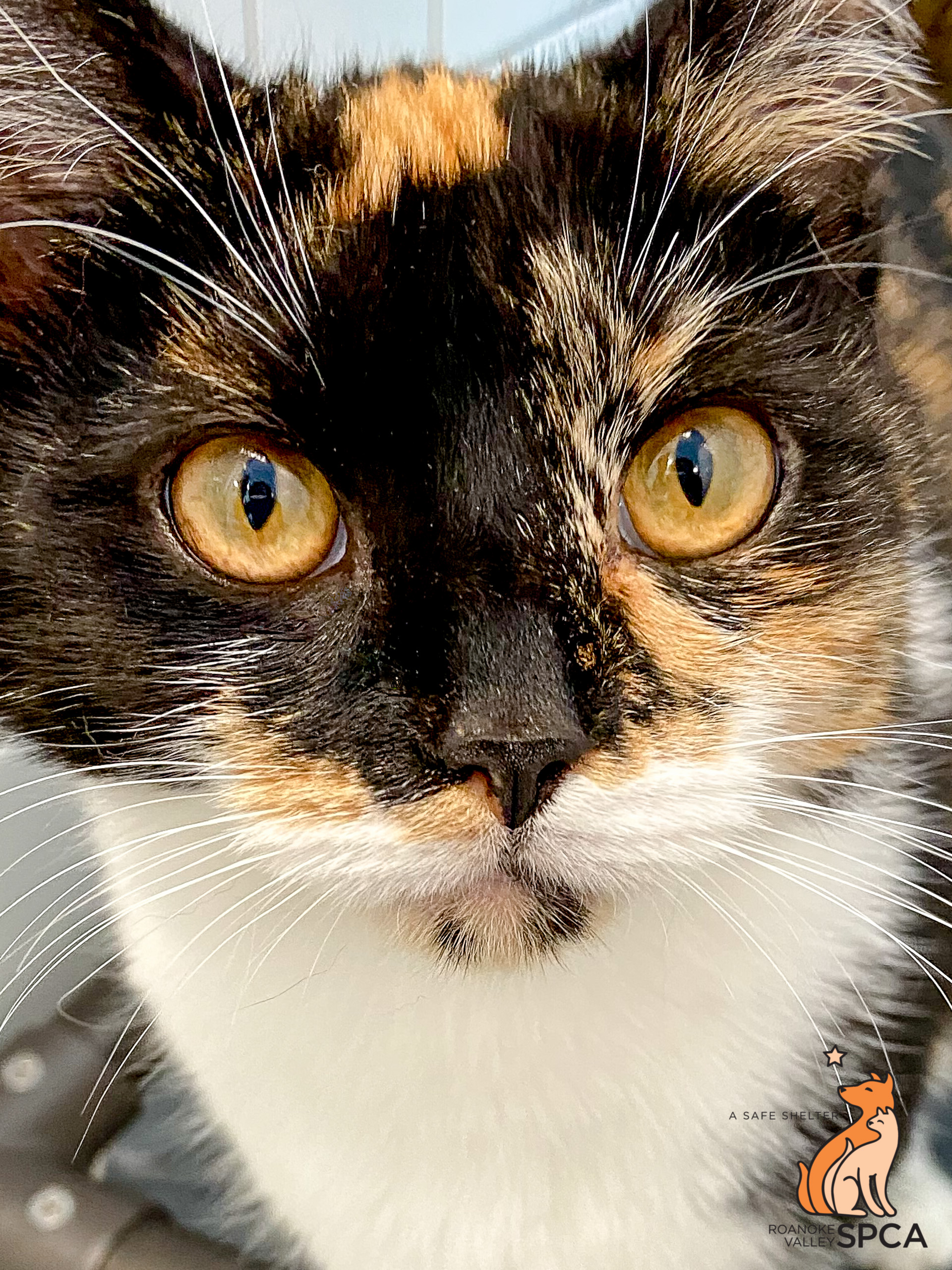 Valley spca cheap