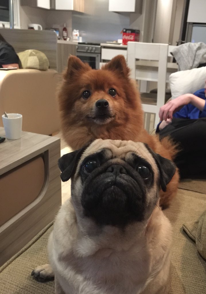 pixie_pug's tweet image. Throw back two weeks ago when we were allowed out #pug #weekendaway