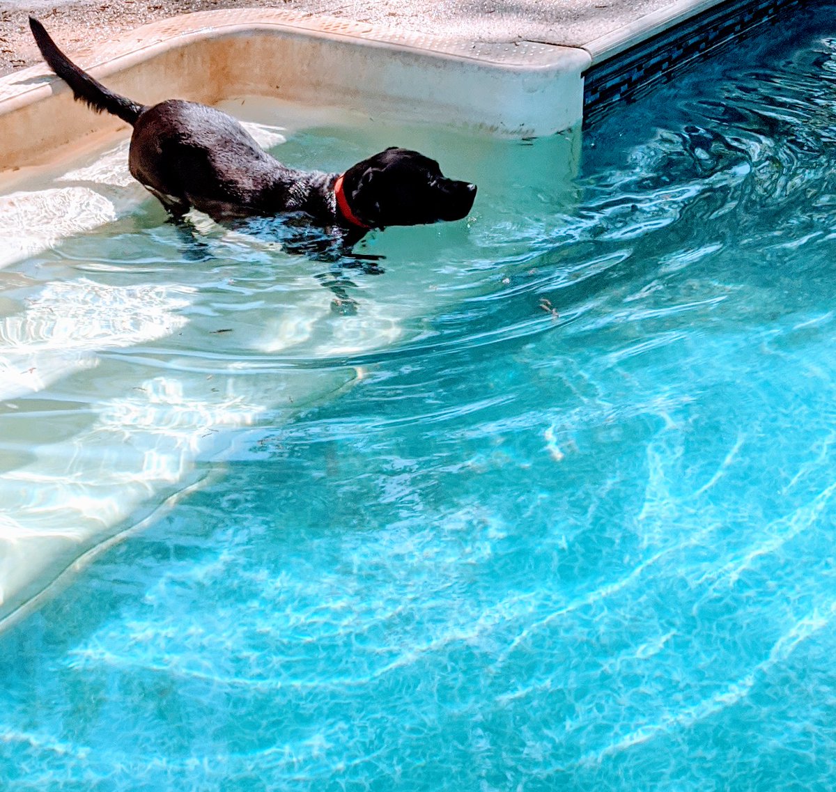 squigglyteach's tweet photo. #blacklablife Chloe cooling off! https://t.co/KbrCJmhLwF