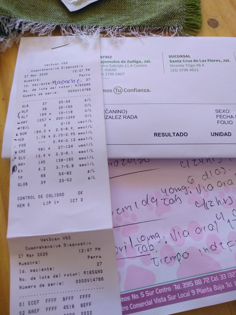 olores_y's tweet photo. Regresando del perriatra con los resultados de #Mapachito, insuficiencia renal, ya muy avanzada. https://t.co/VlkwvOfR8H