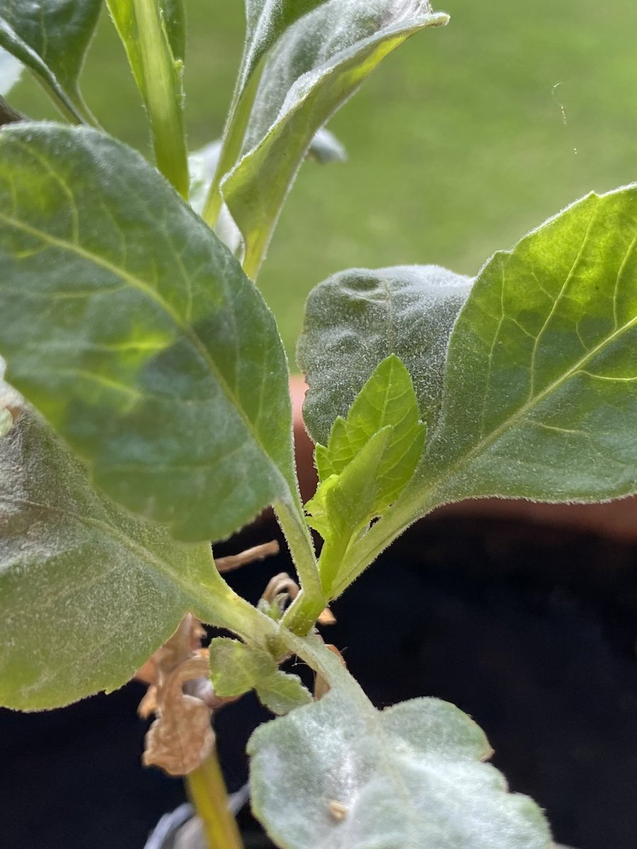 PlantMafia's tweet photo. @RobsAllotment @darrenlakin2 @Saralimback @Garden_Ninja @craigsallotment @theterrywalton @robbodevon @dustymears @Englishomestead @srkitchengarden Mine is plagued with powdery mildew :( https://t.co/N6m52pFgip