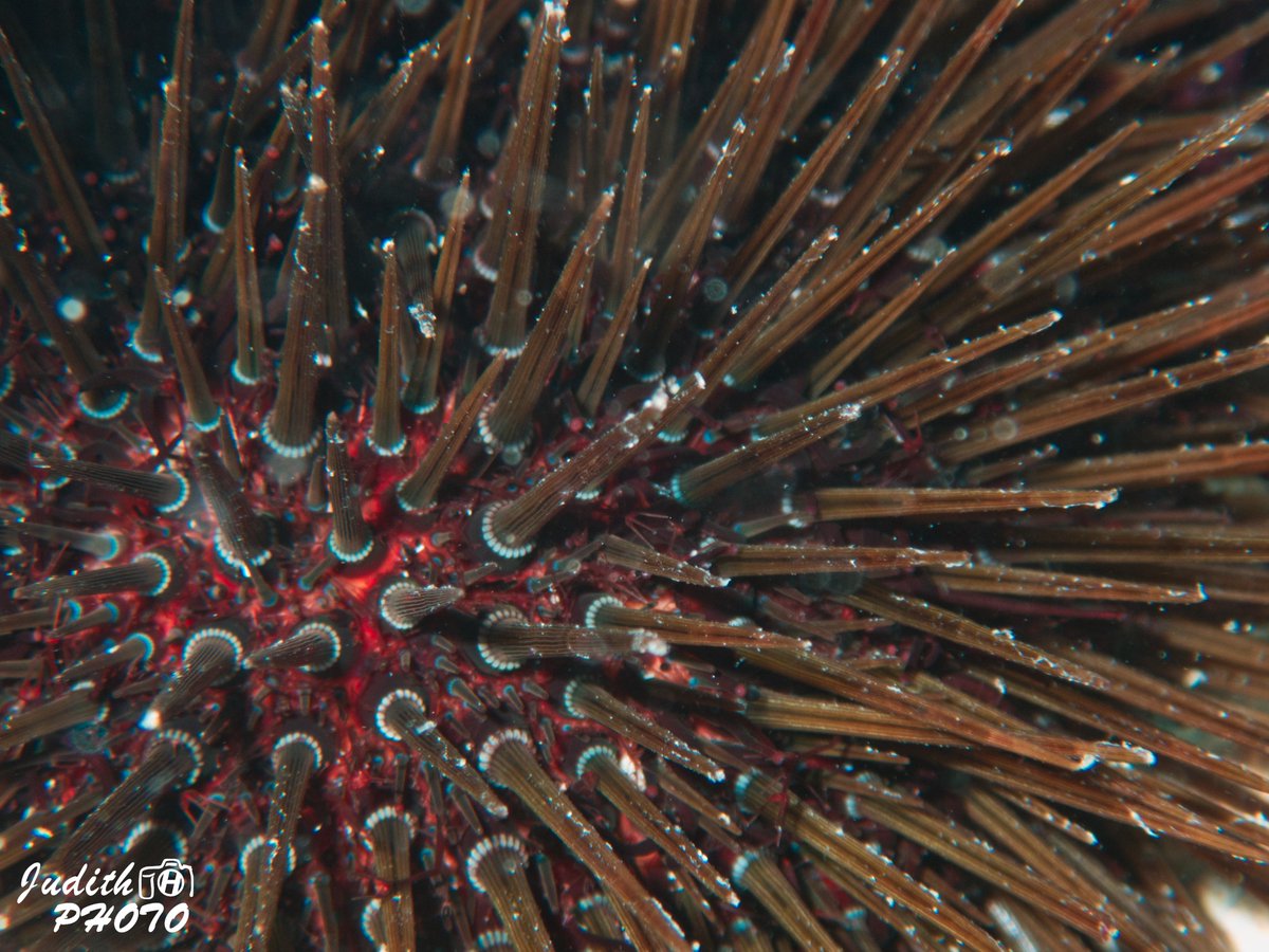 Scicomm_Uvic's tweet photo. L’eriçó de mar comú (Paracentrotus lividus) és una espècie molt comuna a la #costa catalana, i es troba en zones #rocoses o praderies d’algues. Encara que sembli impossible, són depredats per diferents animals marins, com alguns #peixos, estrelles de #mar i el cranc aranya. https://t.co/0TMtdf5ay4
