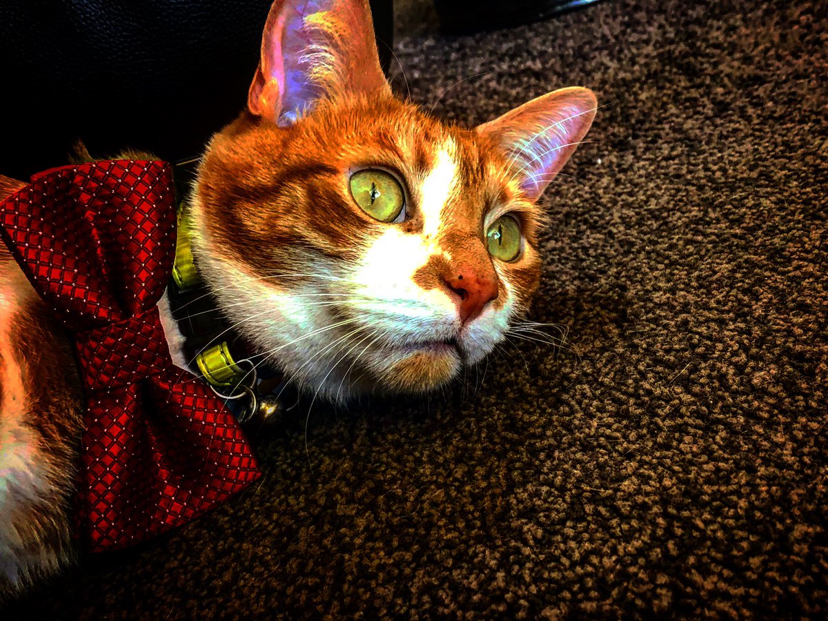 TheJaspeee's tweet photo. Do you like my green eyes #Caturday #greeneyes #CatsOnTwitter #catstagram #catlovers #catbow #cats_of_world #catmodel #CatsOfTwitter #catslife #famouscat #GlamourModelCatsOfTwitter #gingercat #CatStyle #handsomecat IG Thejaspeee https://t.co/Bs47O8OaVn