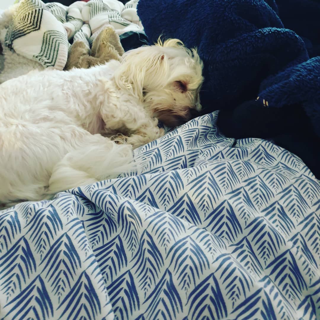BethBookie's tweet photo. This is my Daemon Riley. 
He may look like a sweet innocent Maltese but he is really a ferocious polar bear cub. 

#Daemony 
#TheBookieTrialsRW https://t.co/PdTqacfmVb
