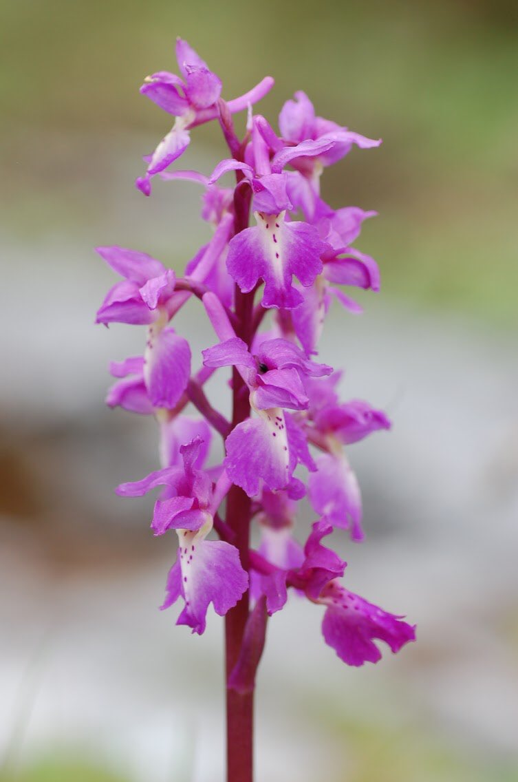 LeifBersweden's tweet photo. The early purple orchid (Orchis mascula) is a magnificent thing of bluebell woods, old hay meadows and limestone pavement. It is one of the few native orchids to have lots of local names, such as goosey ganders, dead man’s fingers &amp; adder’s meat https://t.co/AOfYQbc1vk