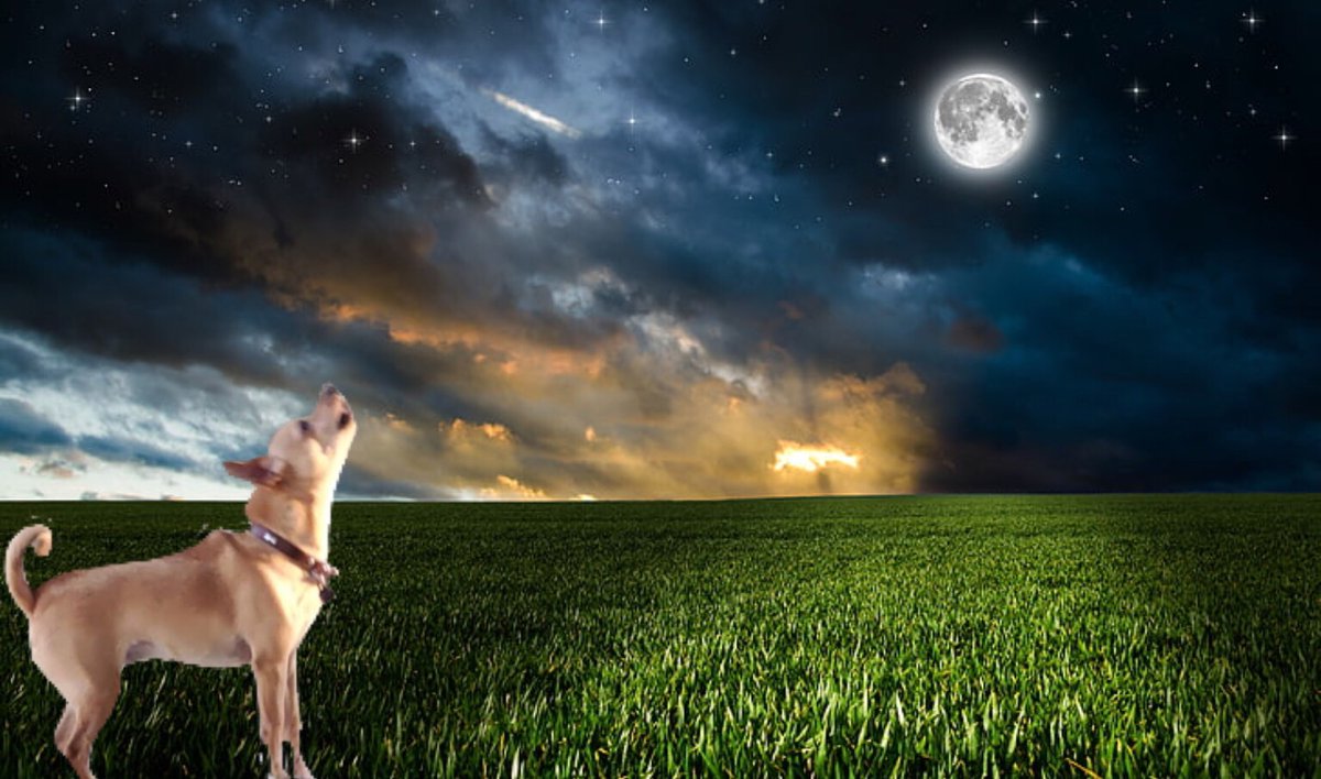 Living49rLegend's tweet photo. My 11 year old daughter did this simple photo edit of our dog #JaxBlade She loves doing these, hopefully she sticks with it. #AMPCreations #ShesCreative #ShesAmbitious #ShesAGoGetter https://t.co/IRHTtreTql