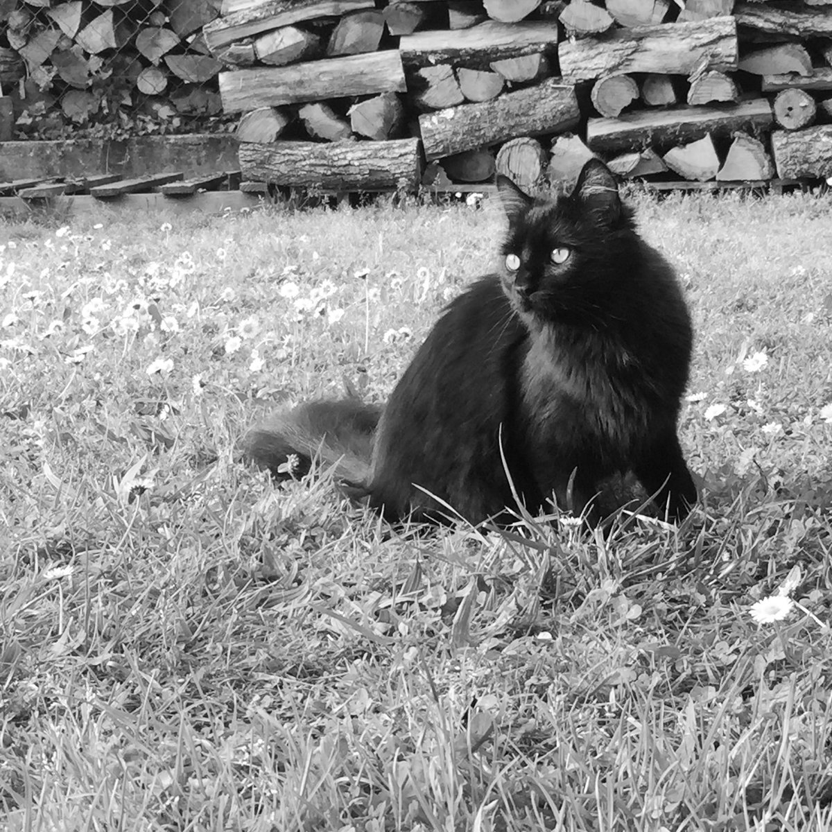 jeanlapaire's tweet photo. @laure_durain Mes chats photographiés dans le jardin https://t.co/eR2wjuQZoT