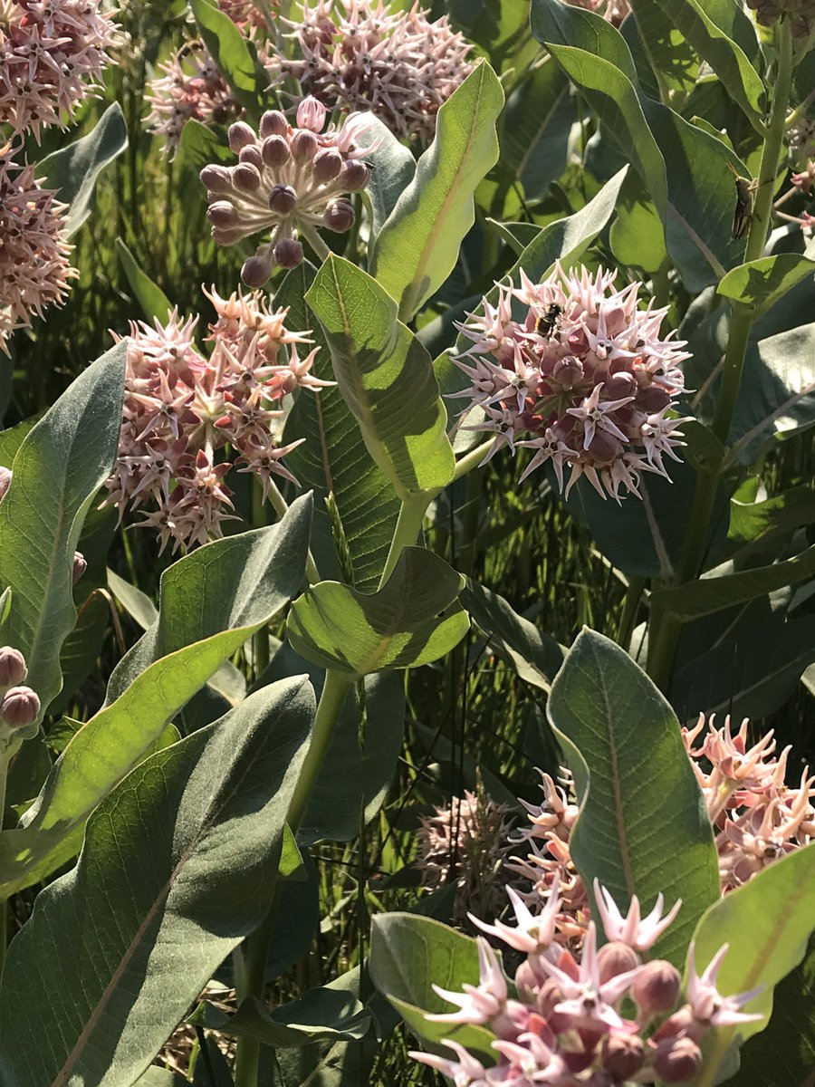 ColoradoNPS's tweet photo. #PollinatorSaturday Asclepias speciosa with a Bombus at Filoha Meadows in Redstone, CO; dreaming of summer! https://t.co/EL6CkNL2jP