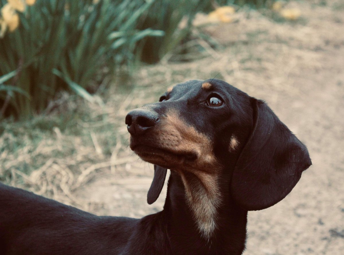 Sam_Colman24's tweet photo. He's such a poser 🥰💞♥️😍 

#tinydog #Dachshund #Daffodils #springiscoming #poser #cute #mylove #squishyface https://t.co/LZUgdMkVm8