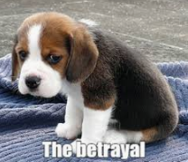 Con10526's tweet photo. @WeDoNotLearn73 The Irish, right now https://t.co/QMJM5QDgLm