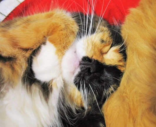 Mo74906384's tweet photo. 3 #とろねこチャレンジ #rescue #HelpCats #SaveCats #sleepingcats #sweetdreamslittlekitty #sleepigkitty #catlover #catlife #alienspy #StayAtHomeAndStaySafe #Caturday #CatsOnTwitter #Purr #猫の寝姿 #猫写真 #猫 #猫がいる生活 #保護猫シェルター #cat #cats #kitty #kittycat #rescuecats https://t.co/PDCjAgERLs