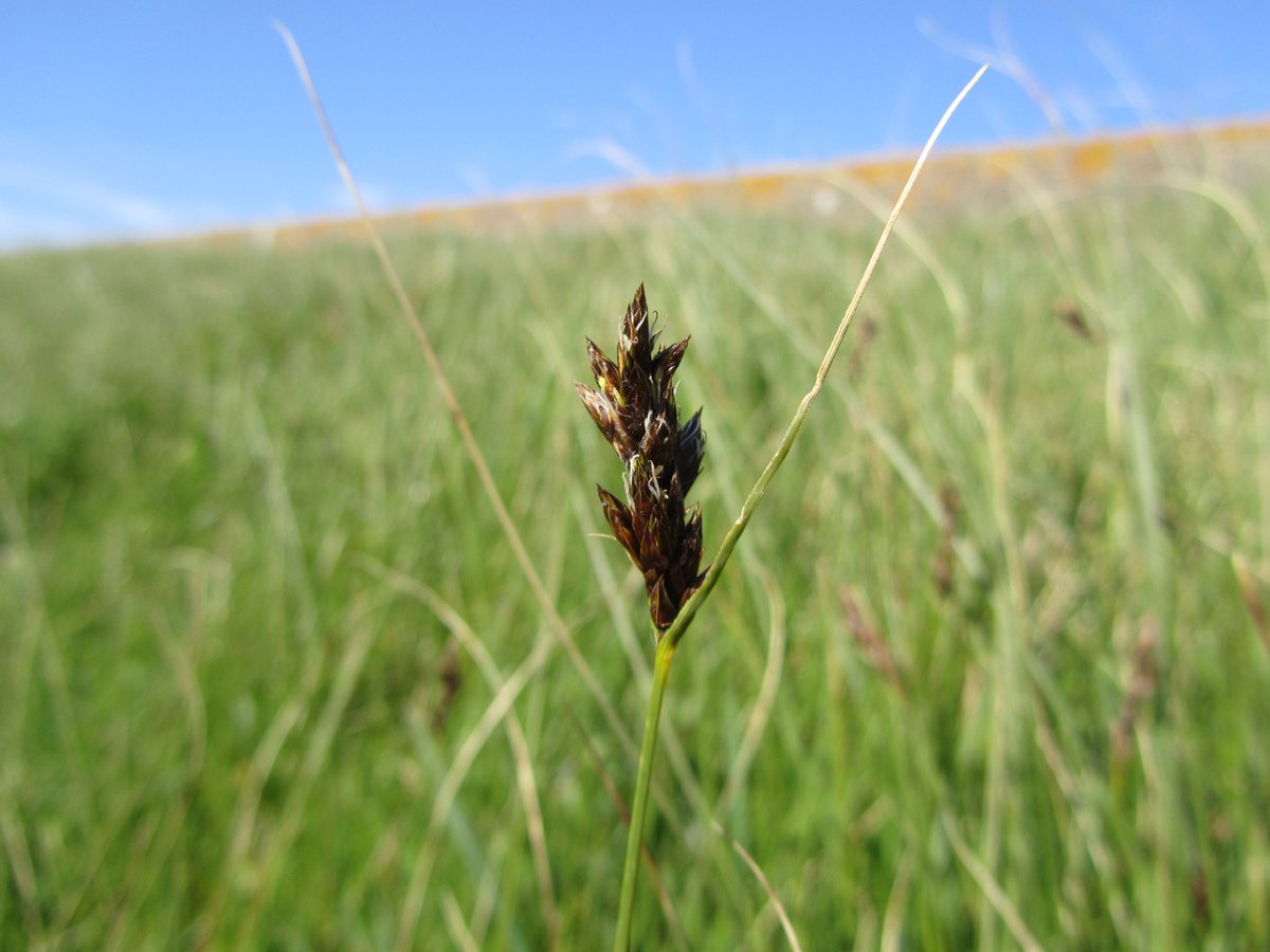 DavidKentNature's tweet image. Divided Sedge, Carex divisa (95% sure anyway!) - found last year, but had trouble fixing i.d.

South Swale Reserve, North Kent Coast - South facing sea wall if it seems a bit early...
#sedges have edges #wildflowerhour #wildflowerid