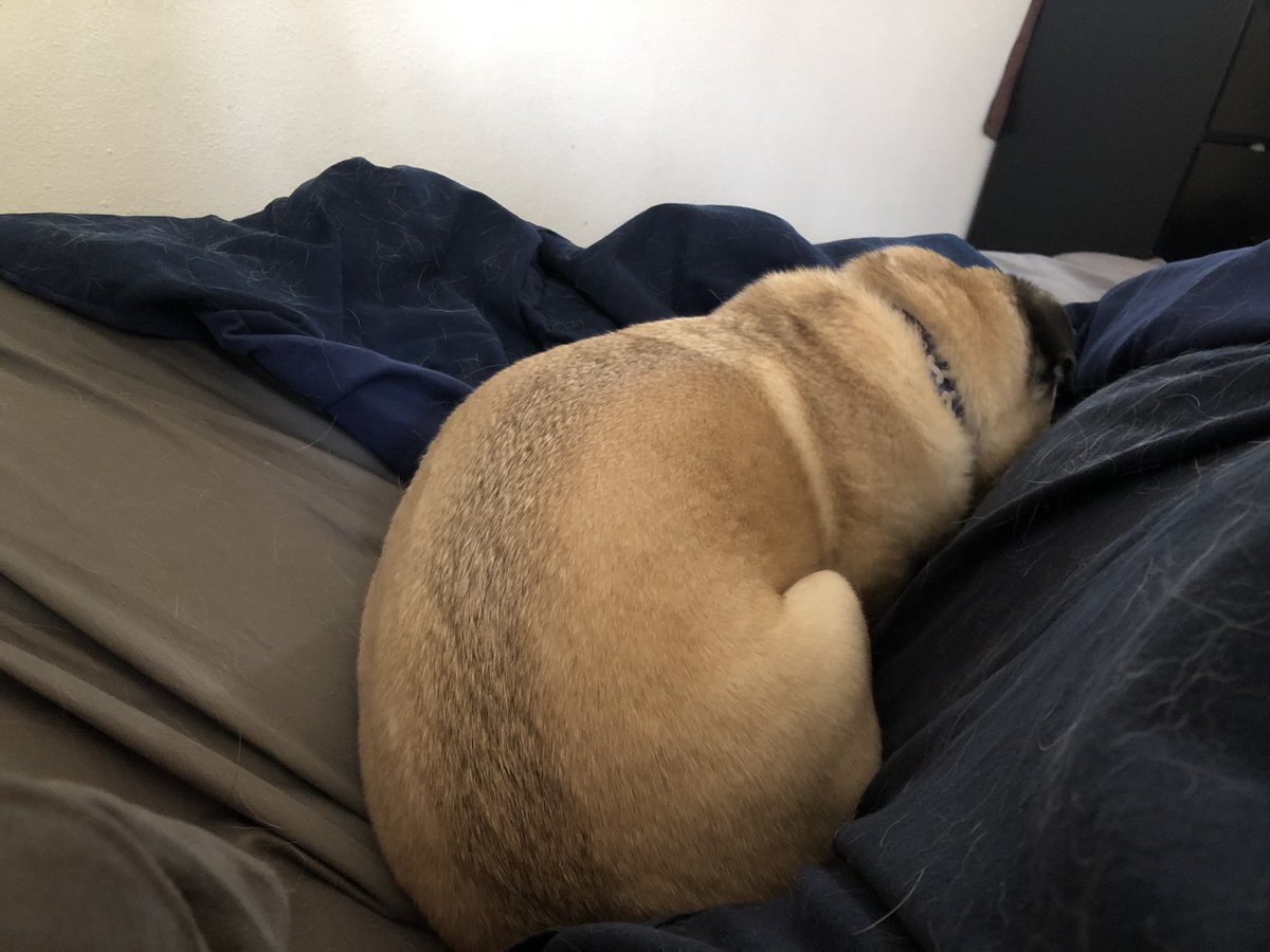 CaptYoss156's tweet photo. Loungin’ on a lazy Saturday afternoon with this giant weirdo #pugbutt #puglife https://t.co/Xp9ofQWF4e