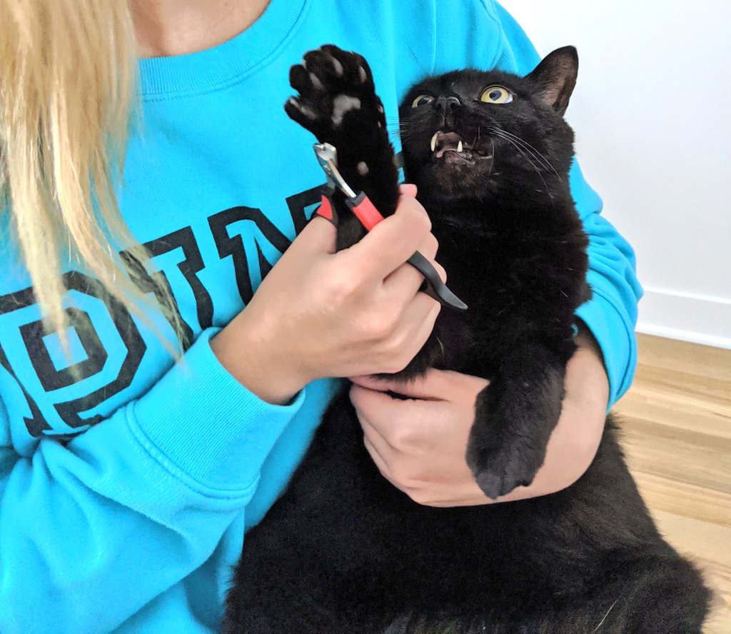 Catherine Francoeur C Est Le Chat Le Plus Gentil Au Monde Serieux Mais Aussitot Que Tu Touches Ses Griffes Watch Out Hahaha