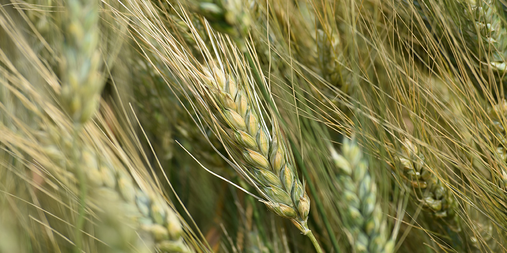 FPGenetics's tweet photo. #CDCAlloy delivers top-end yield, high grain protein with the strong agronomic package farmers expect from today’s premium genetics. #certifiedseedexperts #westCdnAg #certifiedseed #plant20 https://t.co/KIbGuNuRkC