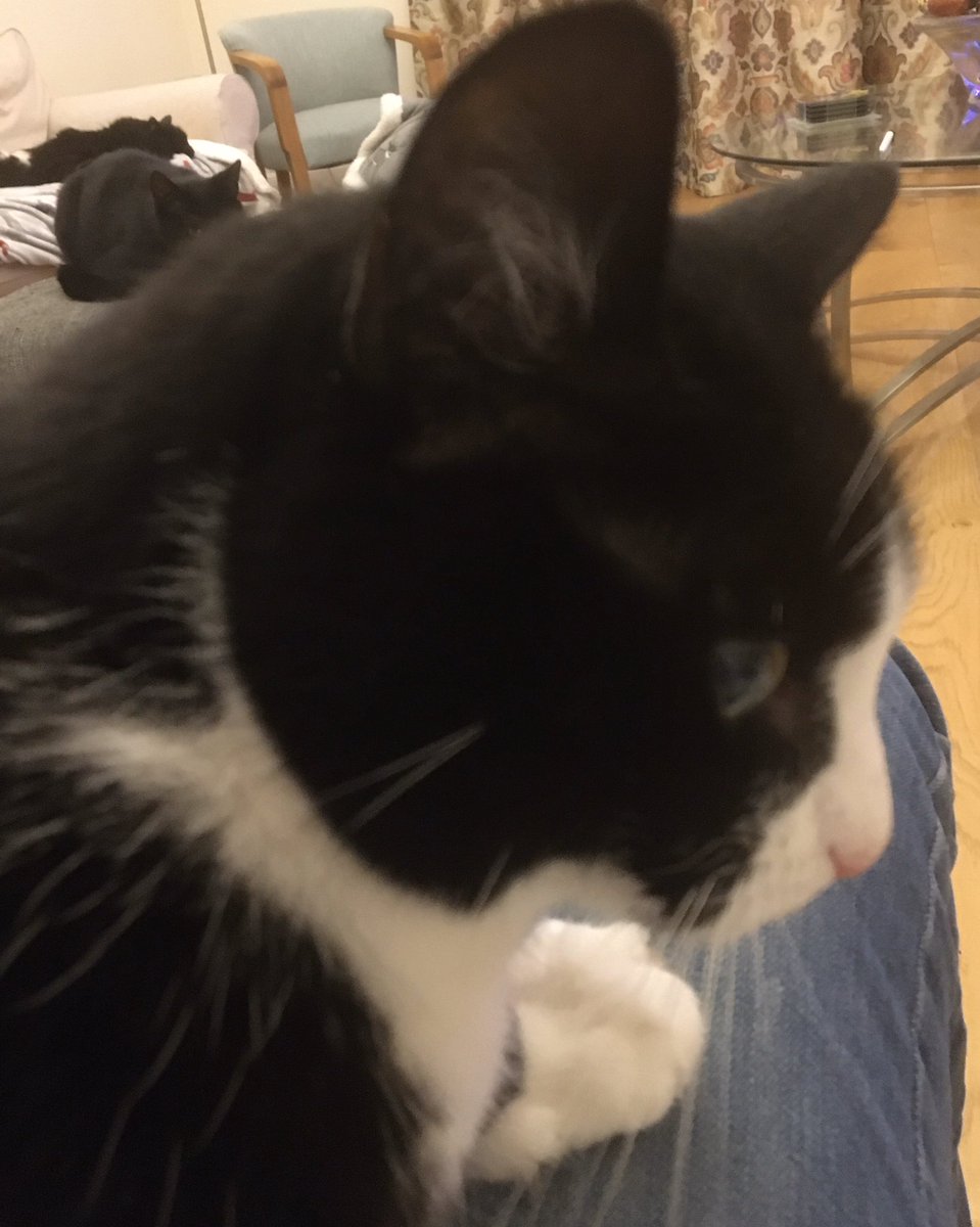 Cats4SW's tweet photo. @Number10cat my owner very relieved about my return after 3 days of adventure- my sons not so pleased as means sharing treats. I’ve been clearly told I must now #StayHomeSaveLives https://t.co/loBsfyKoPT